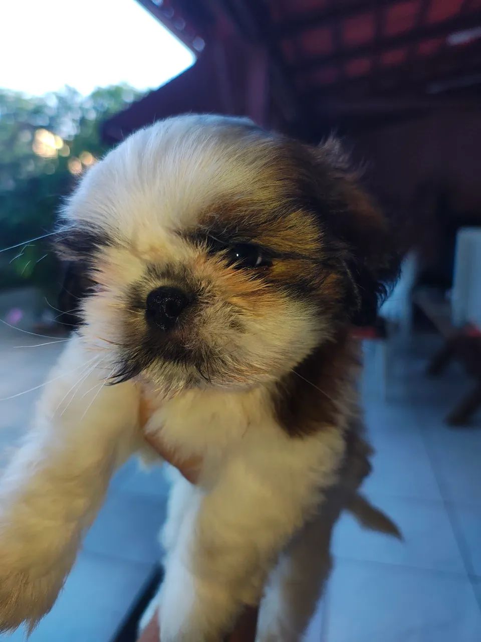 Shitzu MACHO  - Foto 4