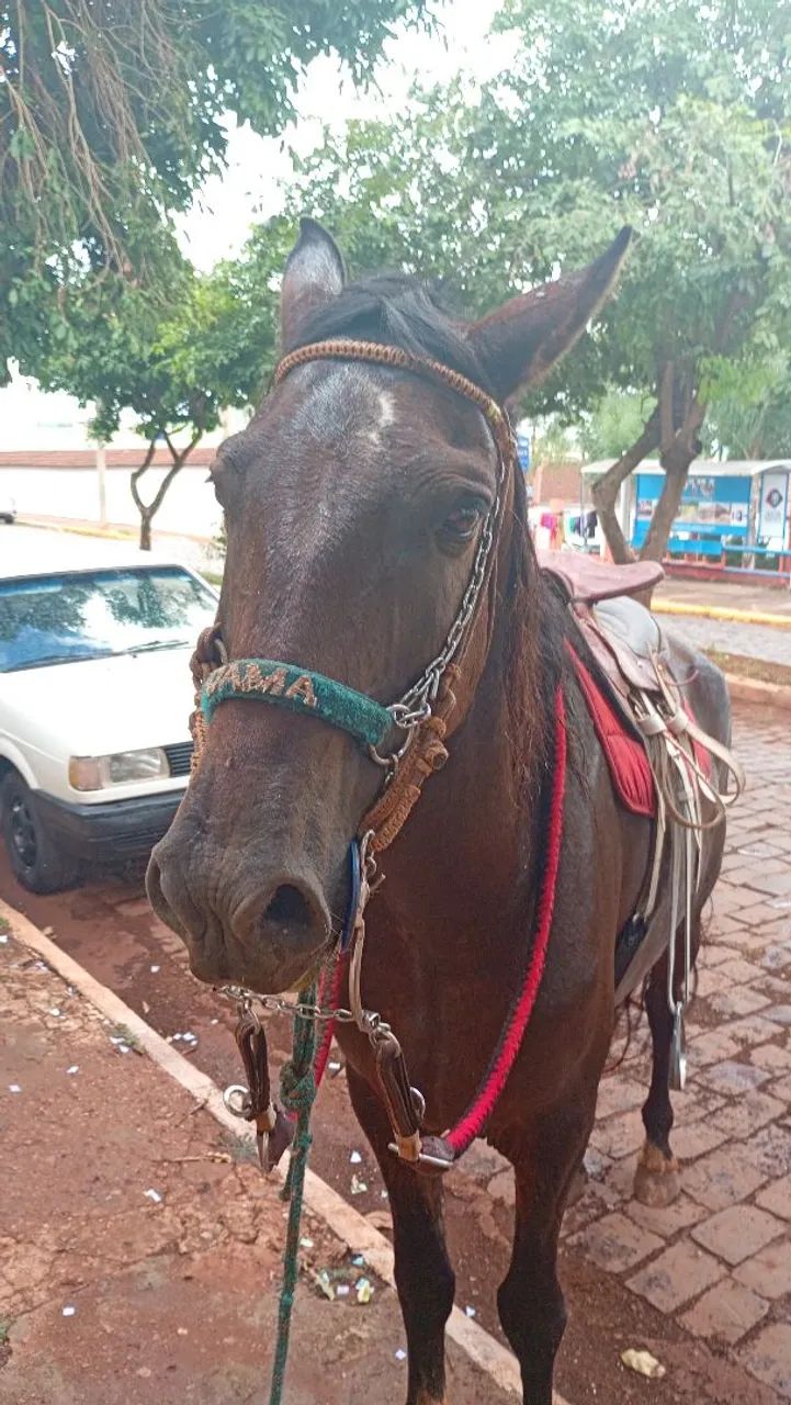 Cavalo mangalarga paulista  - Foto 2