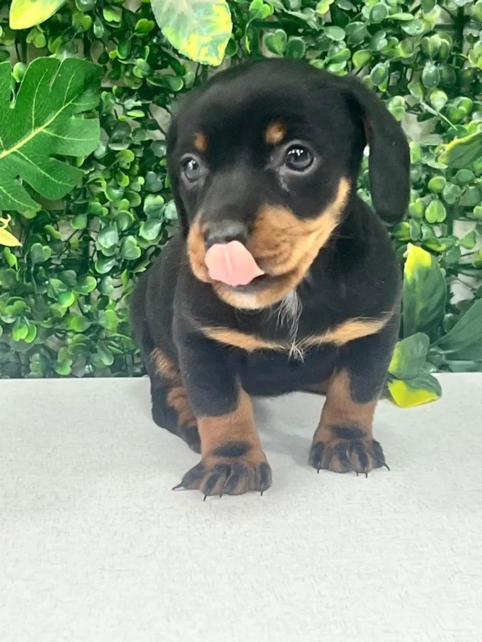 Dachshund