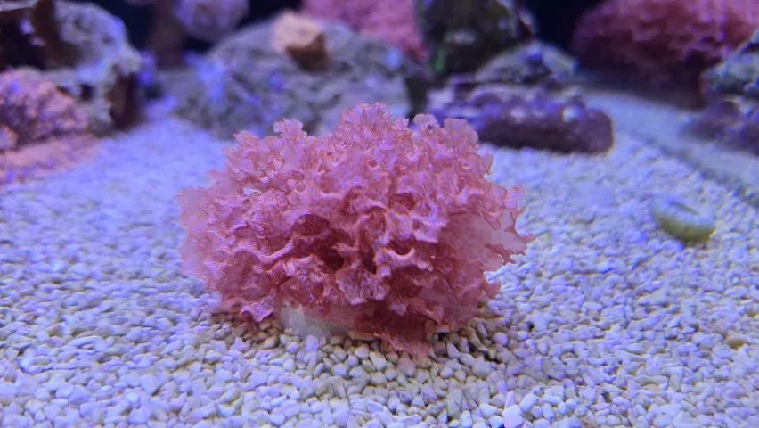 Macro Alga Atomic Broccoli - Aquario Marinho  - Foto 3