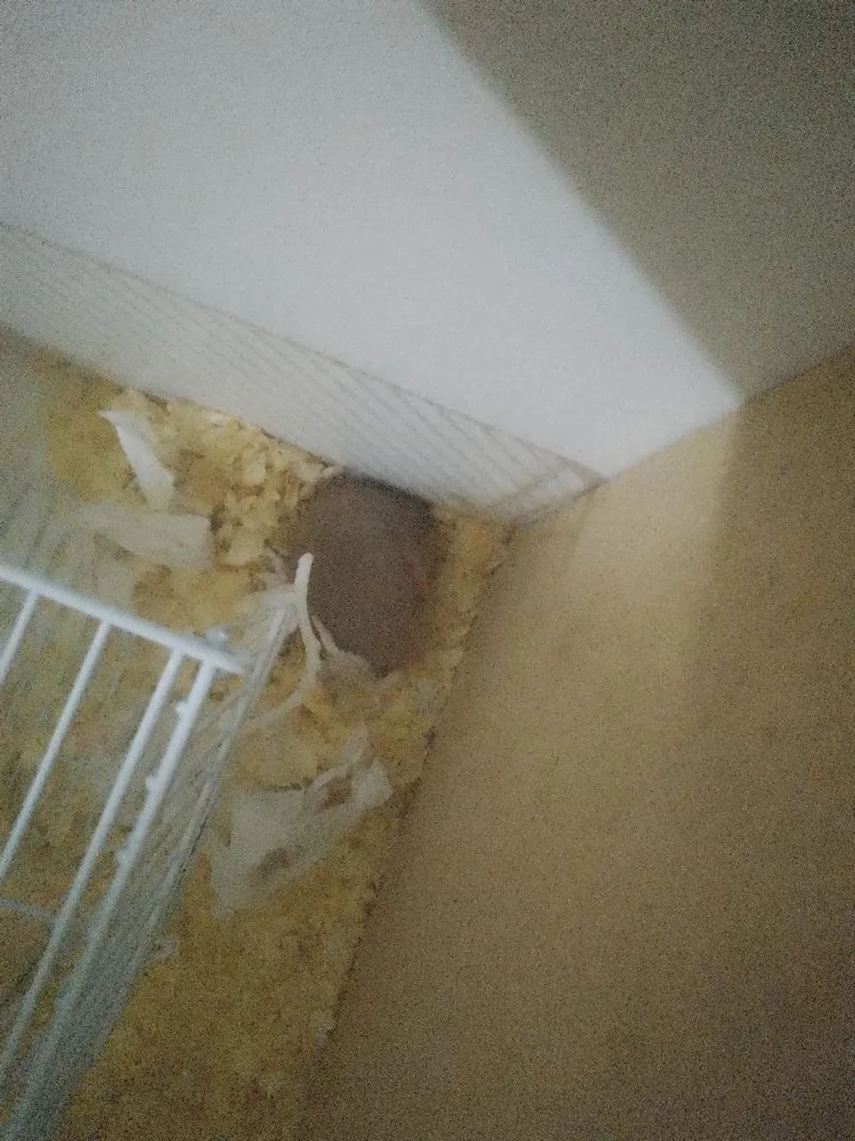 Vendo hamster