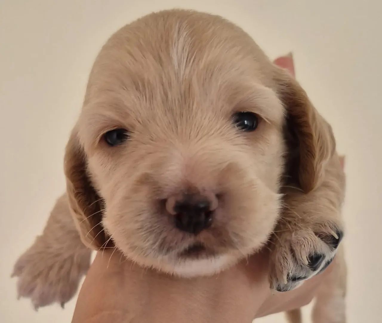 Cocker Spaniel com pedigree  - Foto 5