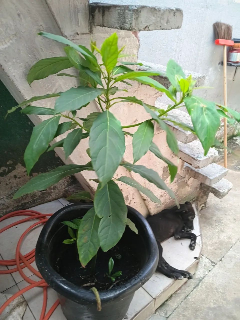 Vendo  esse pé de Abacate  - Foto 2