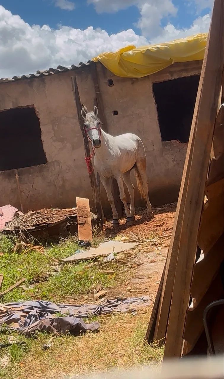 Cavalo Mangalarga a Venda! - Foto 2