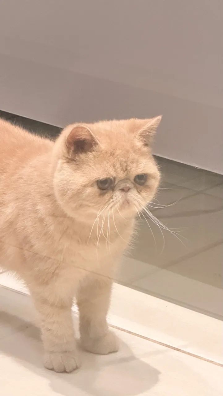 Gato persa - Foto 2