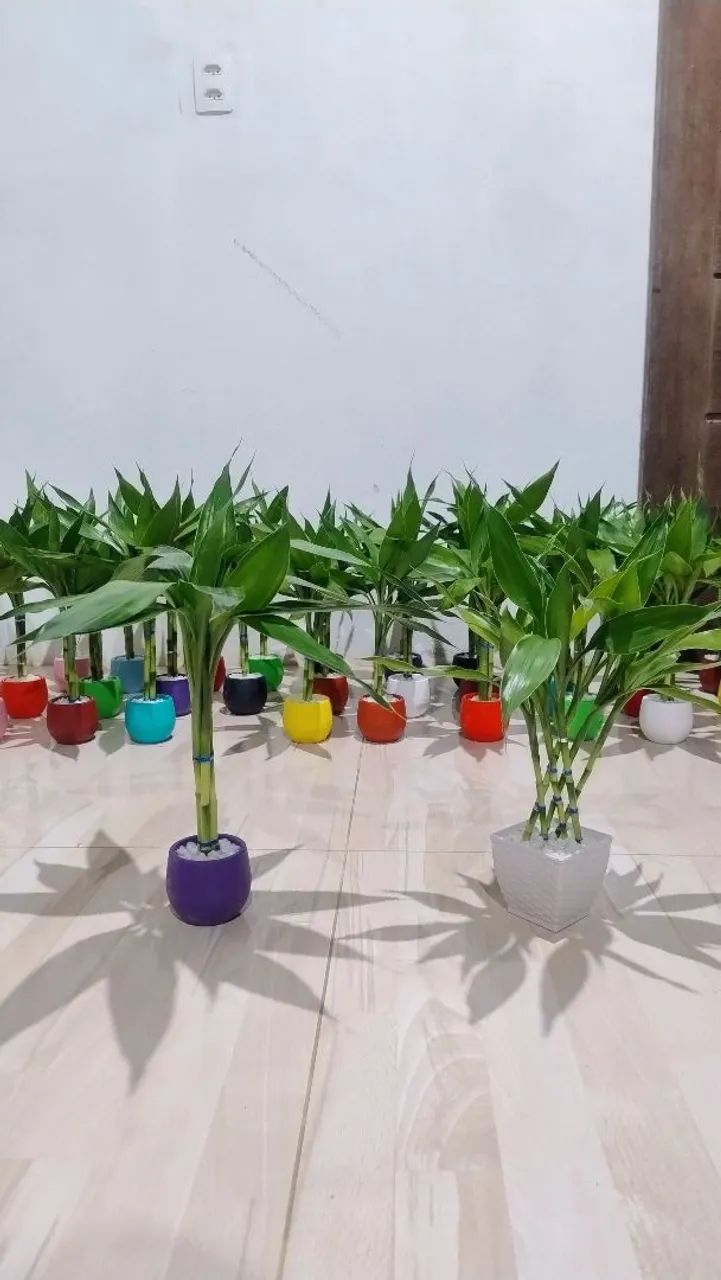 Bambu da sorte