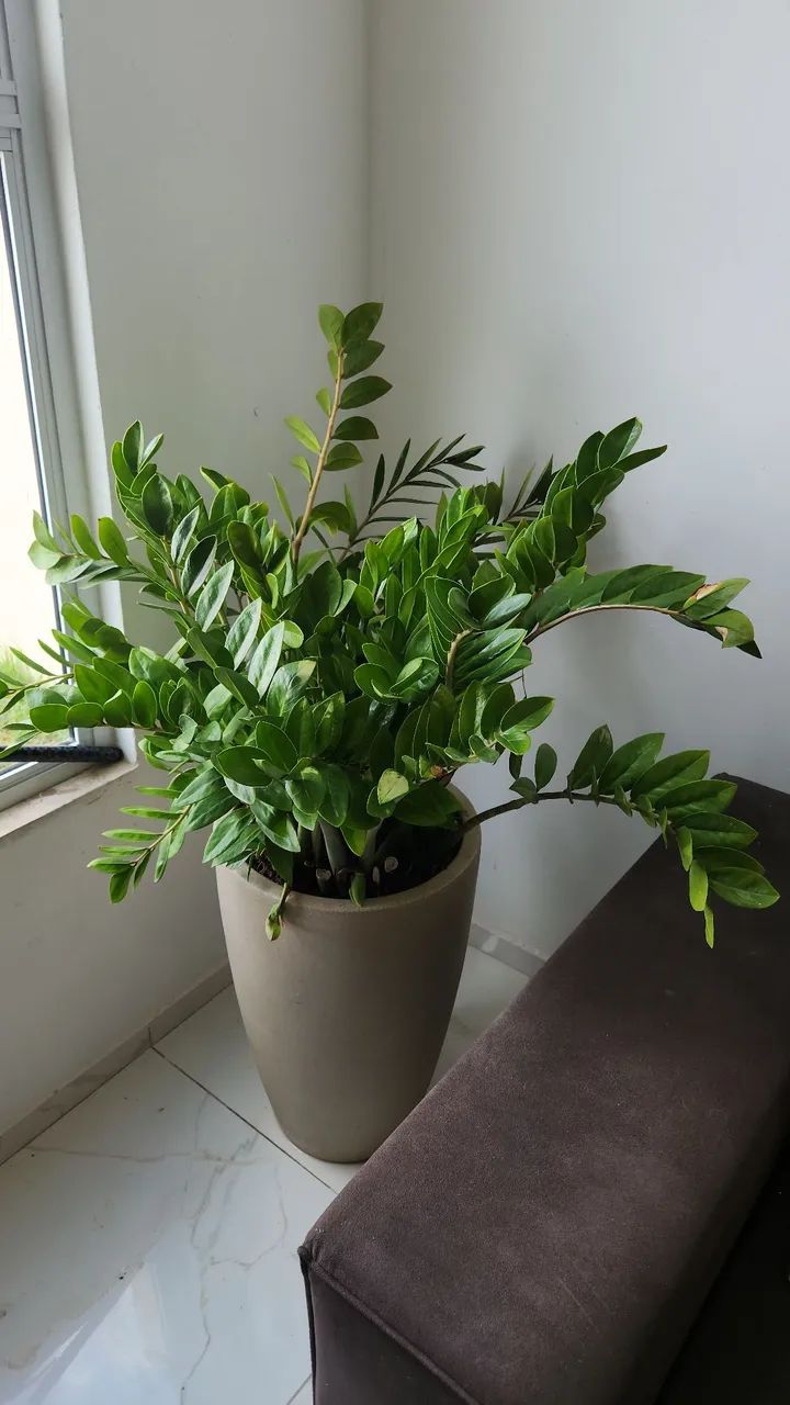 Planta zamioculca com jarro 