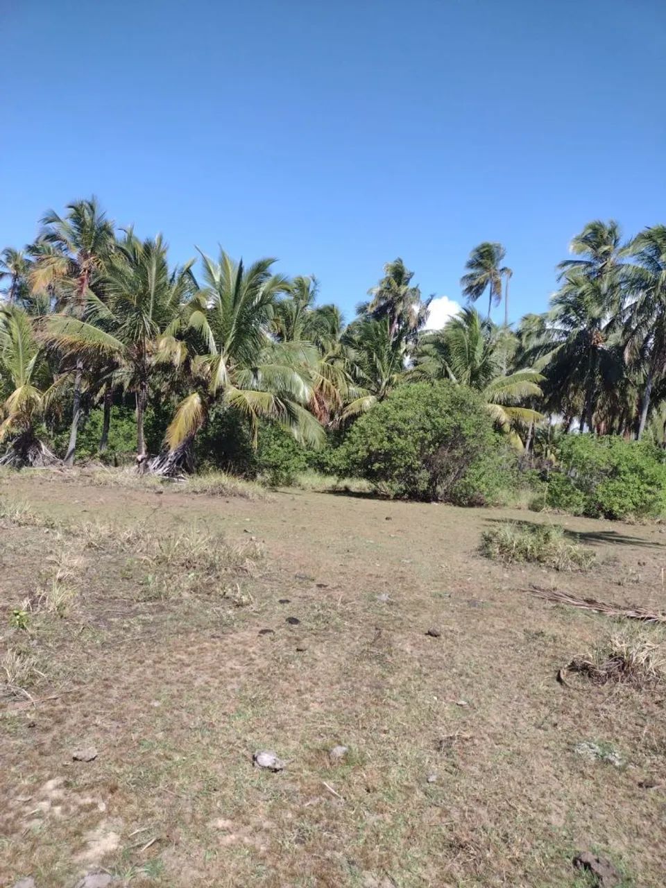 Vendo sítio próximo a praia do Peba/AL - Foto 4