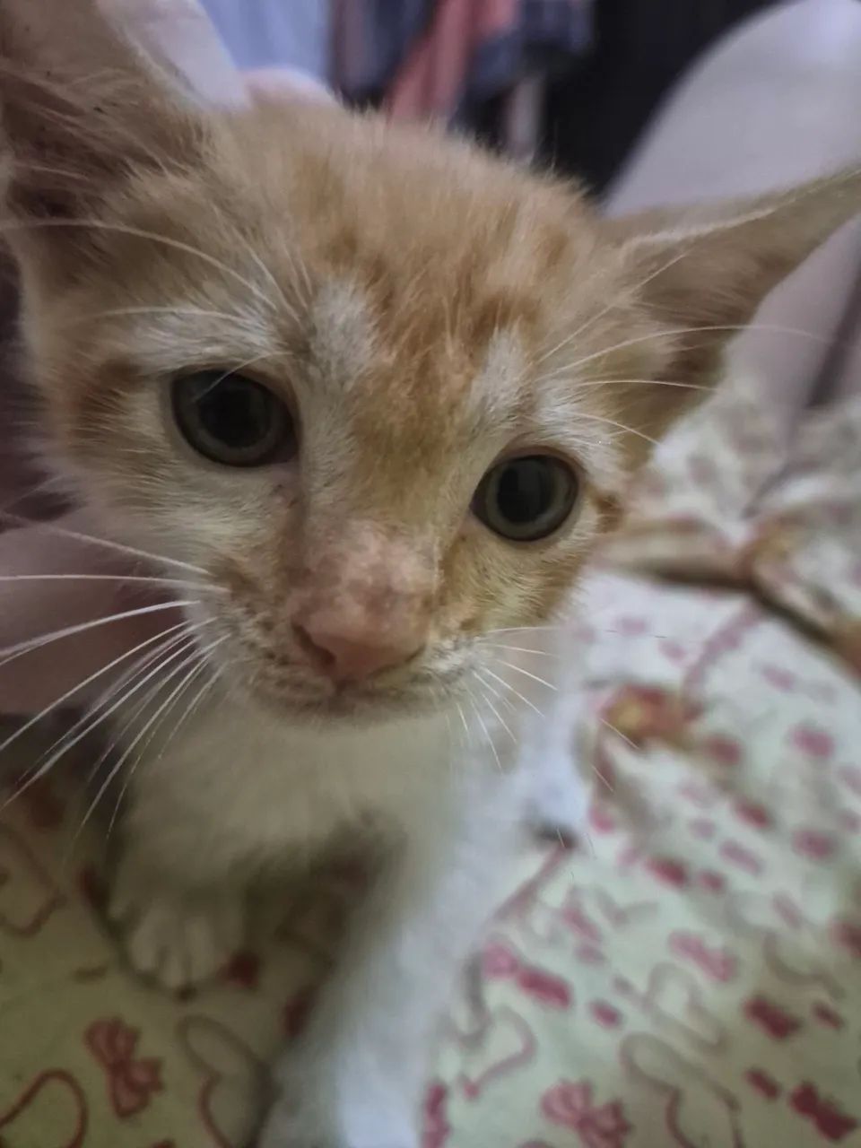 Gatinho laranja - Foto 3