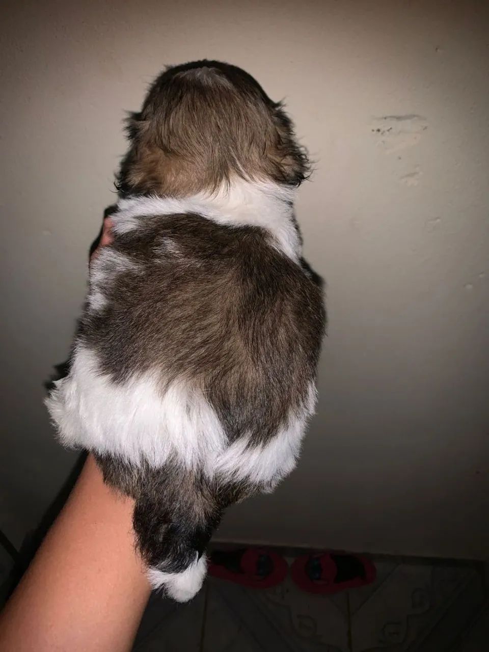 Shihtzu minibebelo 