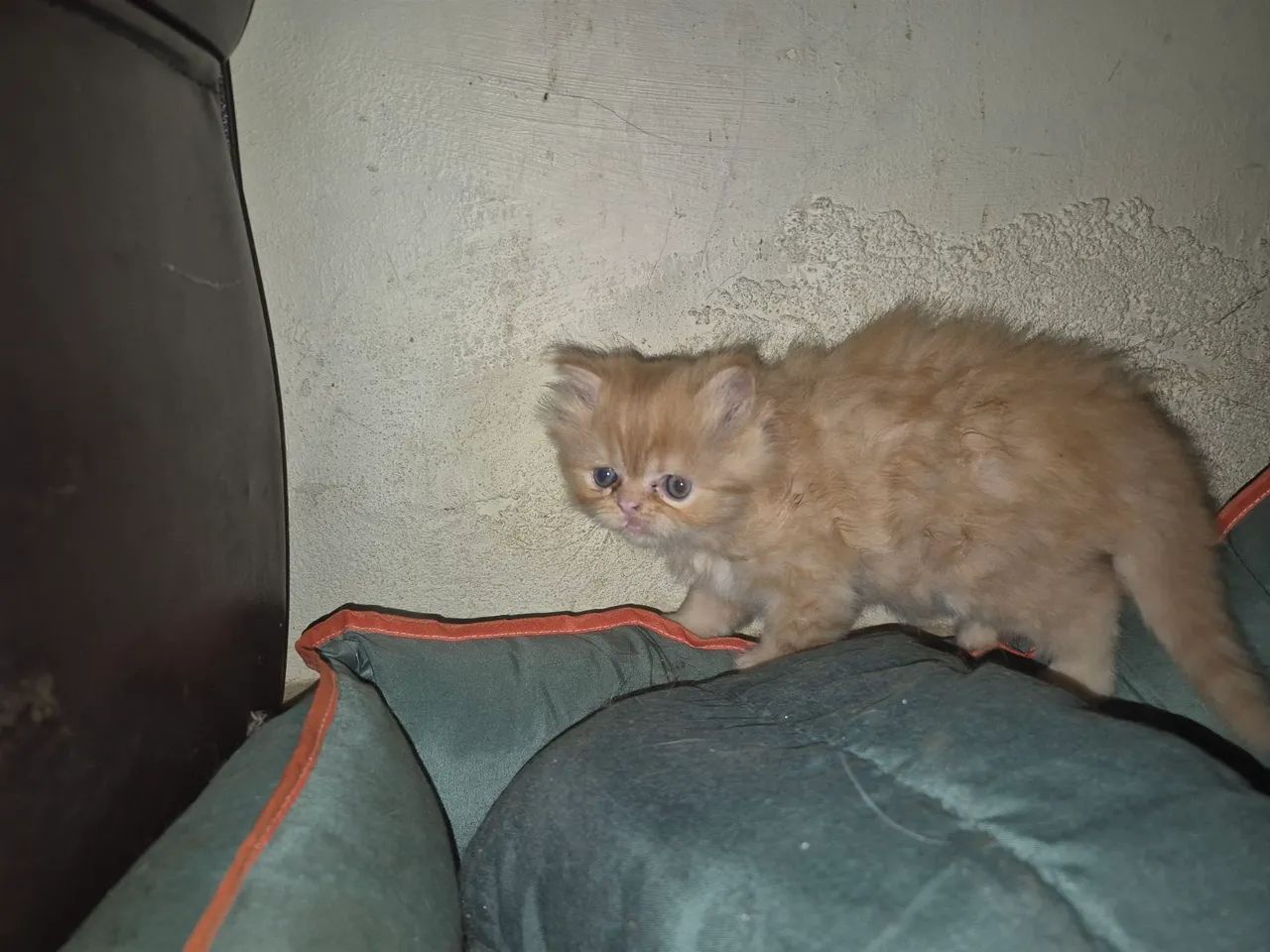 Gato persa - Foto 4