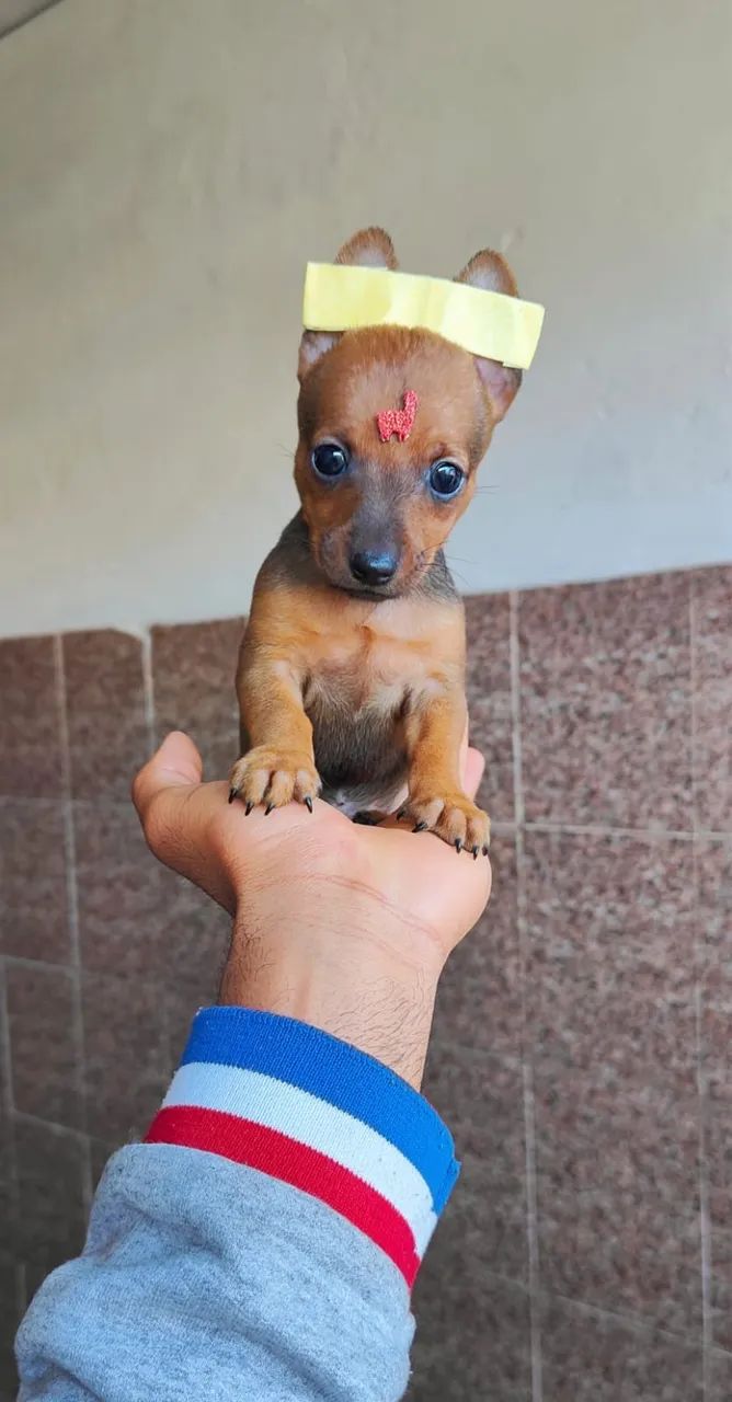 Pinscher com 55 dias vacinado 