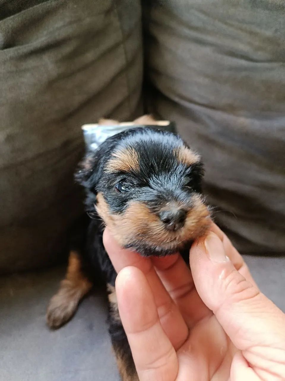 yorkshire mine - Foto 5