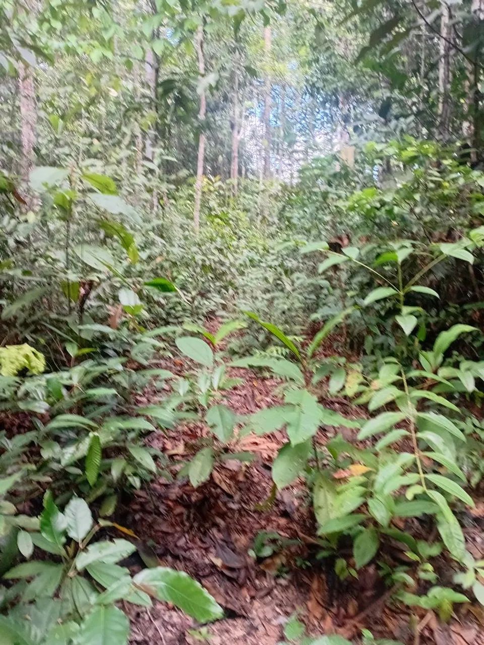 VENDO OU TROCO POR CARRO OU NEGOCIO TERRENO  na BR  174 KM 93, com doc. de compra e venda - Foto 5
