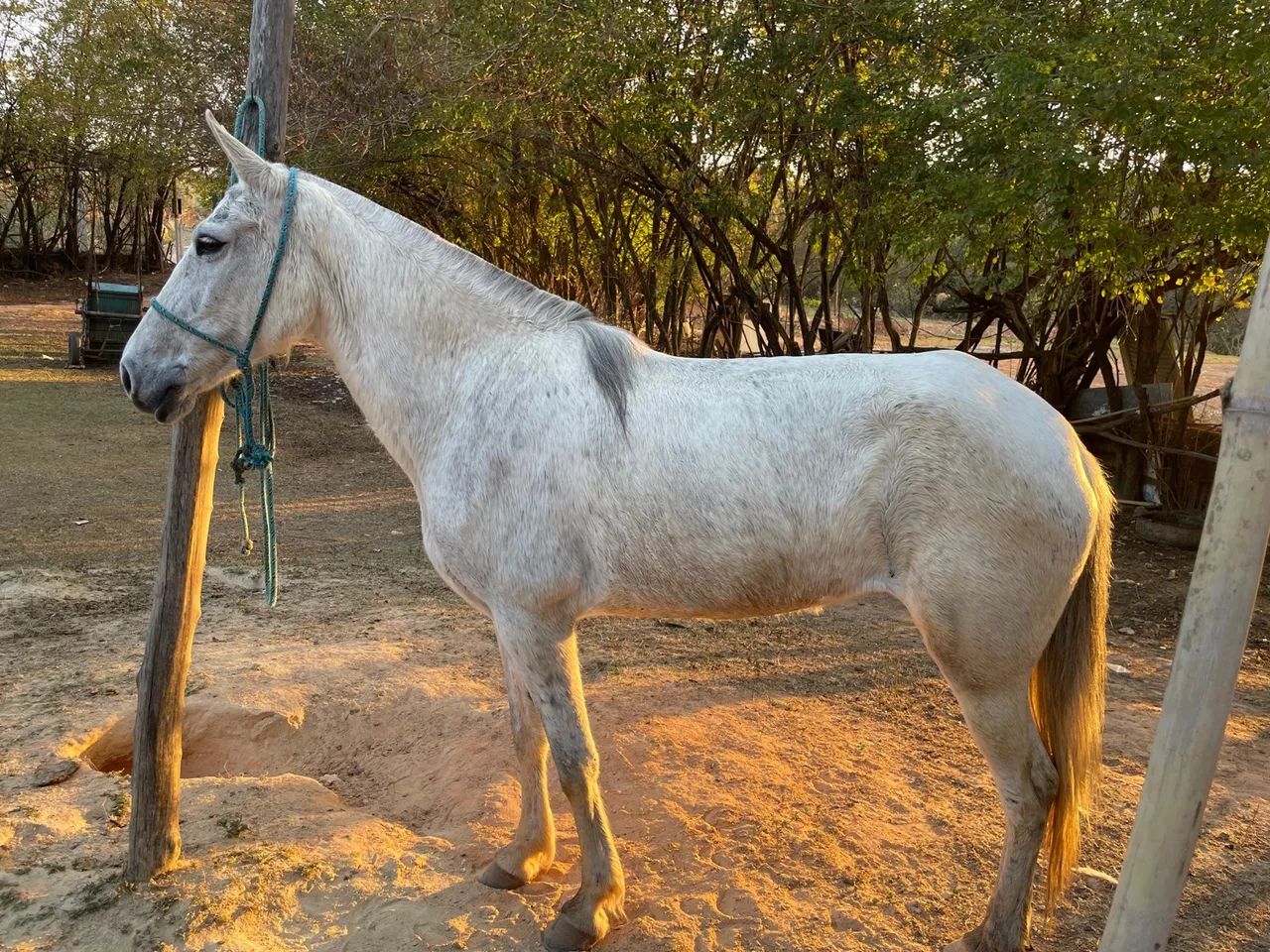Égua marcha picada - Foto 5