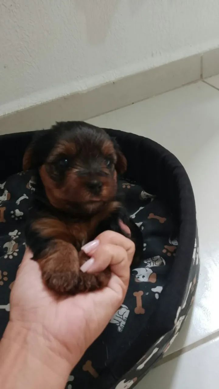 Cachorro - Foto 2