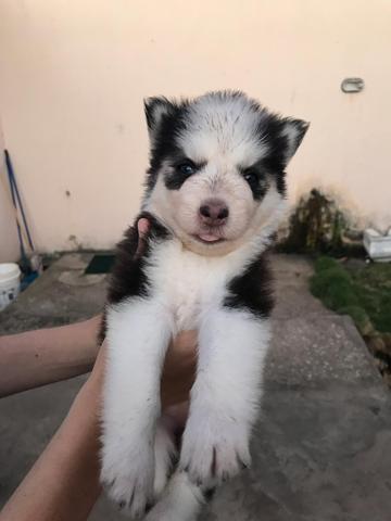 Husky siberiano wolly - Foto 2