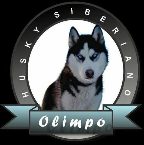 Husky siberiano wolly - Foto 6