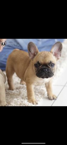 Lindos Bulldogs Francês - Foto 3