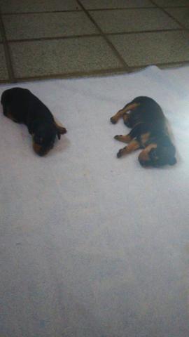 Filhote pinscher - Foto 2