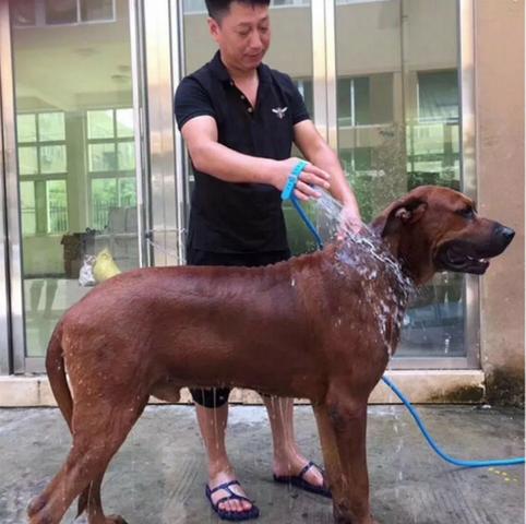 Mangueira Massageadora Pet x 12x R$ 7,99 x Entrega Grátis
