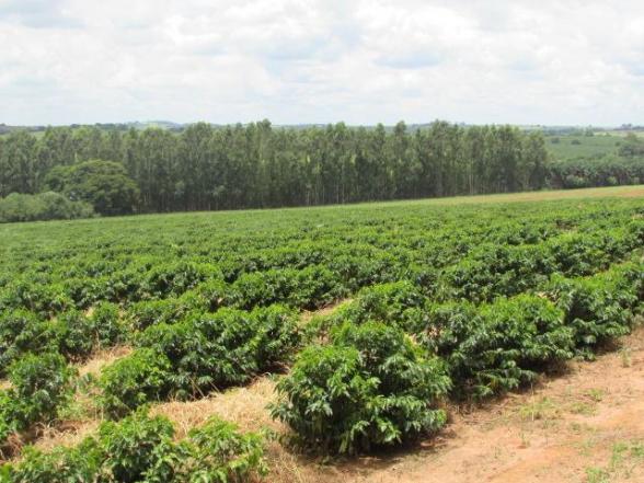 Fazenda para Venda em Alfenas, Rural - Foto 7