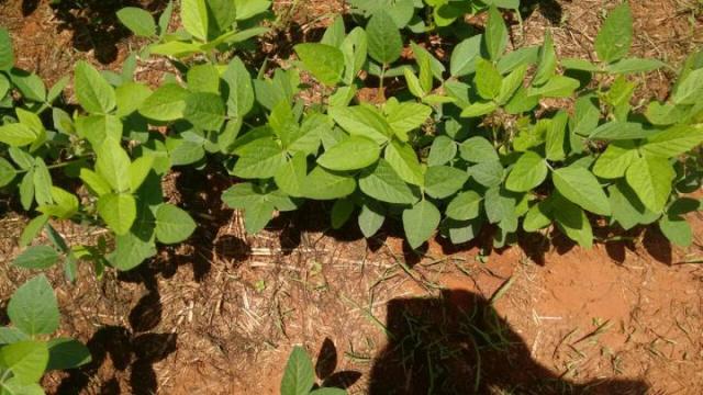 Sítio para venda em batatais, rural - Foto 7