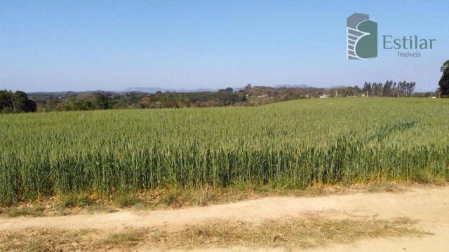 Chácara na faxina, são josé dos pinhais - ar0018. - Foto 13