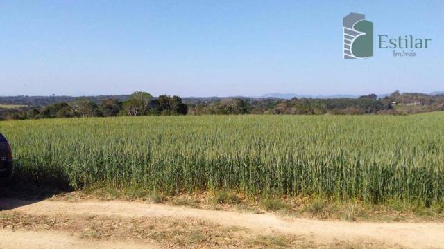 Chácara na faxina, são josé dos pinhais - ar0018. - Foto 12