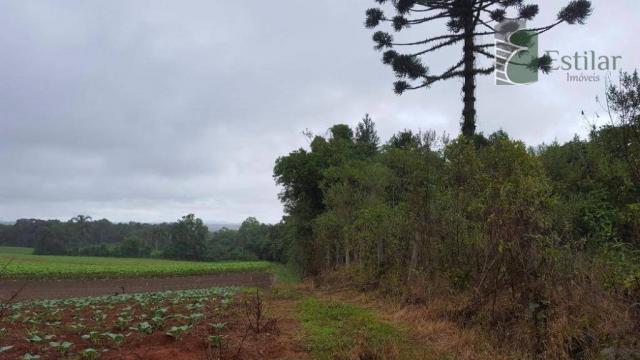 Terreno na colônia murici em são josé dos pinhais. - Foto 14