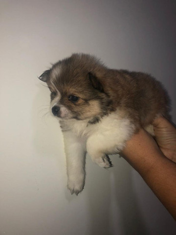 FOFURA! Filhote de Spitz alemão anão macho. Aceito cartão e parcelo. Pedigree opcional - Foto 4