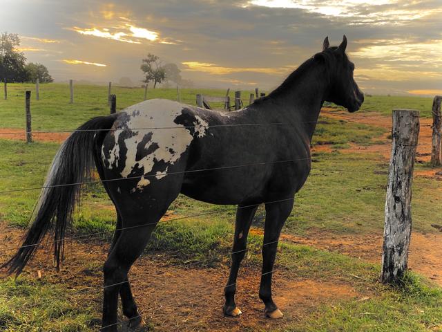 Cobertura de Appaloosa da pelagem mais desejada!!!