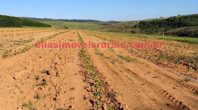 Fazenda de café - 110.000 pés - Patrocínio - MG - Foto 20