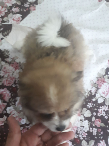 FOFURA! Filhote de Spitz alemão anão macho. Aceito cartão e parcelo. Pedigree opcional - Foto 2
