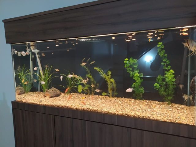 Aquário, móveis, sob medida, plantas, rações, luminárias - Foto 3
