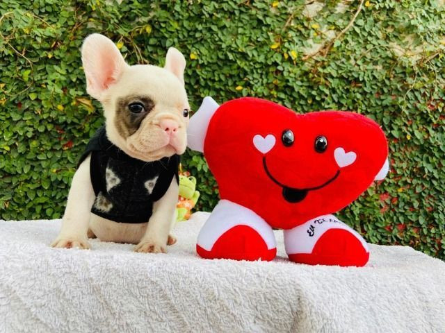 Bulldog frances branco e fulvo macho - Foto 2