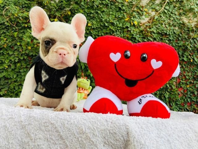 Bulldog frances branco e fulvo macho - Foto 4