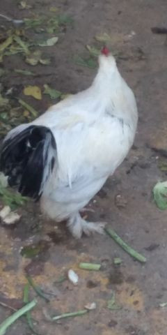 Galo Brahma