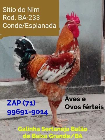 Compre 1 dúzia e Receba 18 Ovos. R$300,00. Galinha Sertaneja Balão - Foto 2