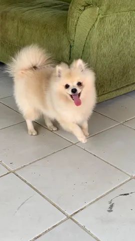 Spitz alemão  - Foto 2