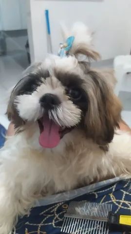 Vendo Shih tzu filhote macho