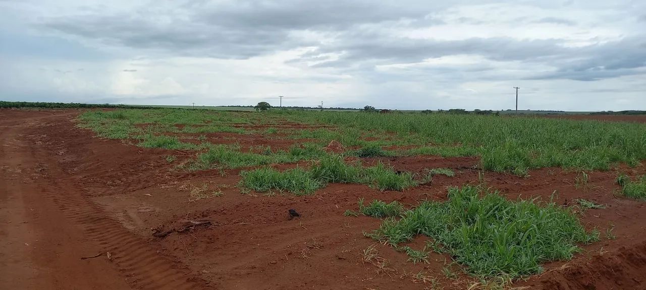 Fazenda de café no triângulo mineiro 