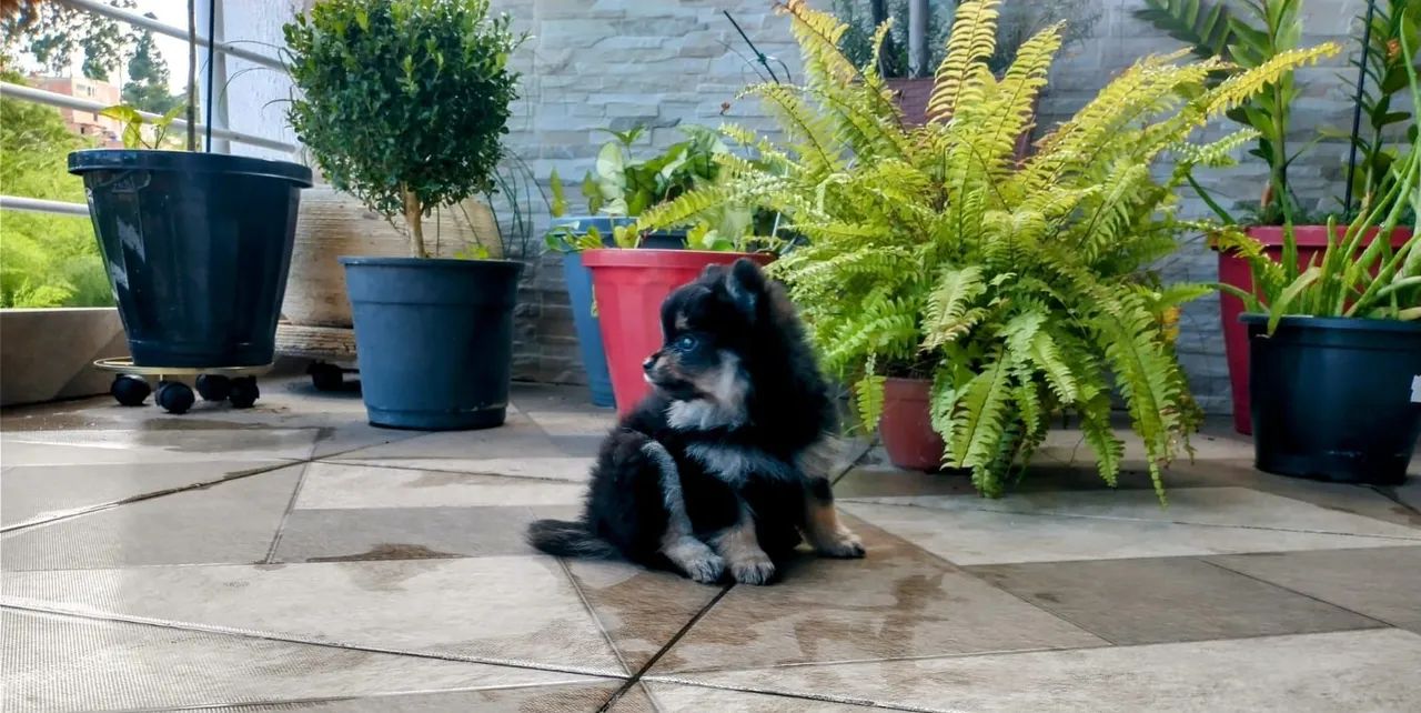 PROMOÇÃO  ULTIMO MACHINHO SPITZ  MICRO - Foto 2