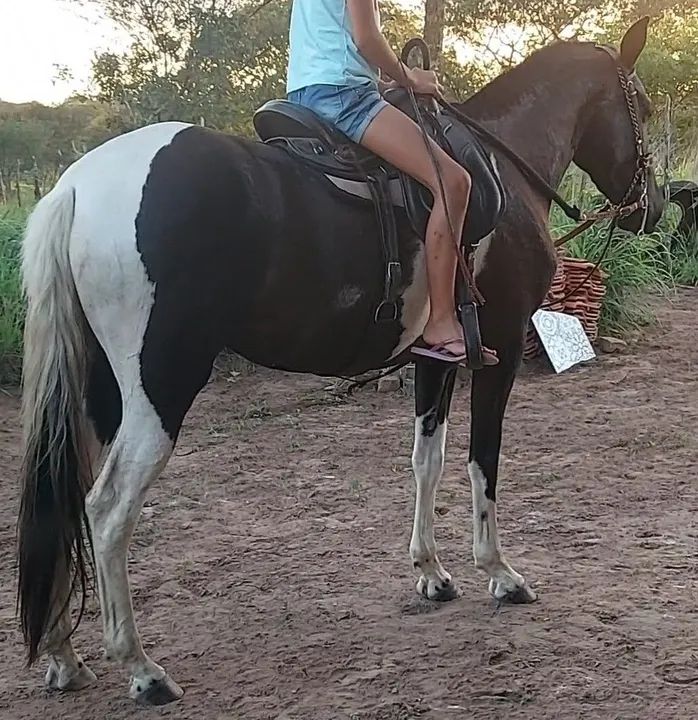 Potra Campolina  - Foto 2