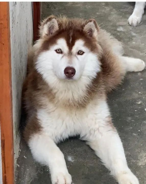 Filhote Husky Siberiano wooly  - Foto 5