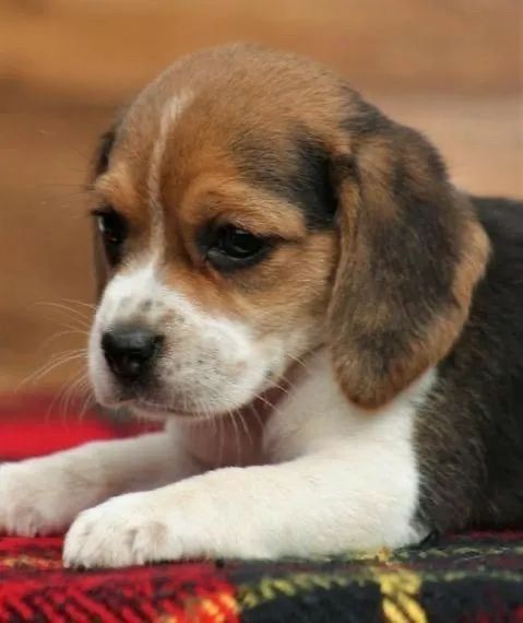 Beagle Vacinado e Saudável 