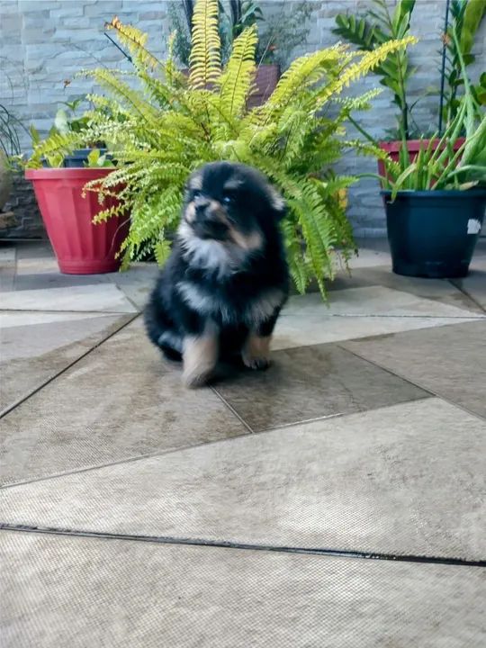 PROMOÇÃO  ULTIMO MACHINHO SPITZ  MICRO - Foto 3