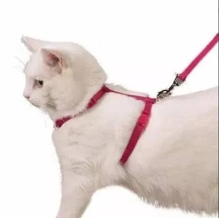 Coleira Guia Gato Coelho Cão Furão wpp:43. * - Foto 5