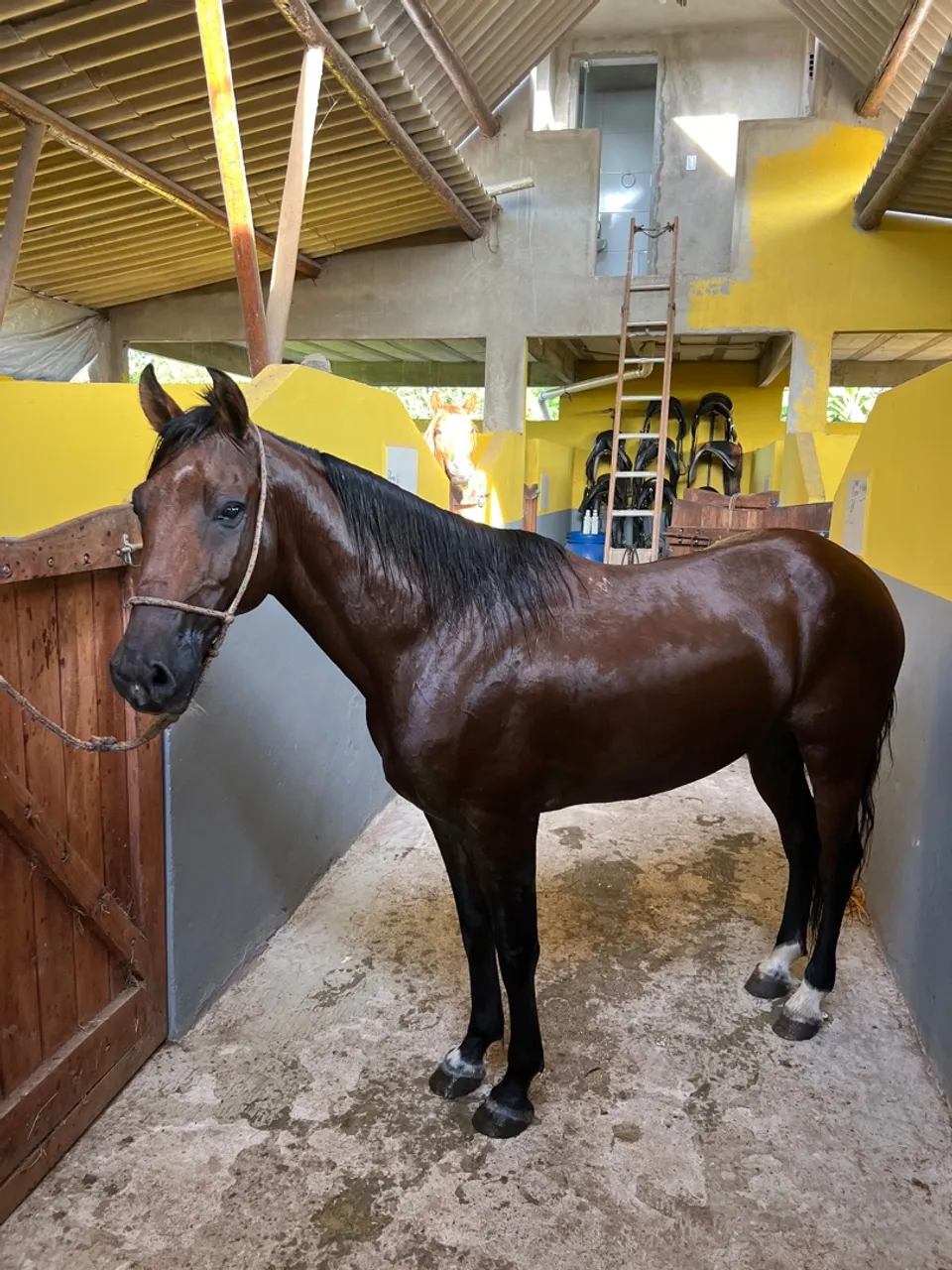 Cavalo de Marcha Picada