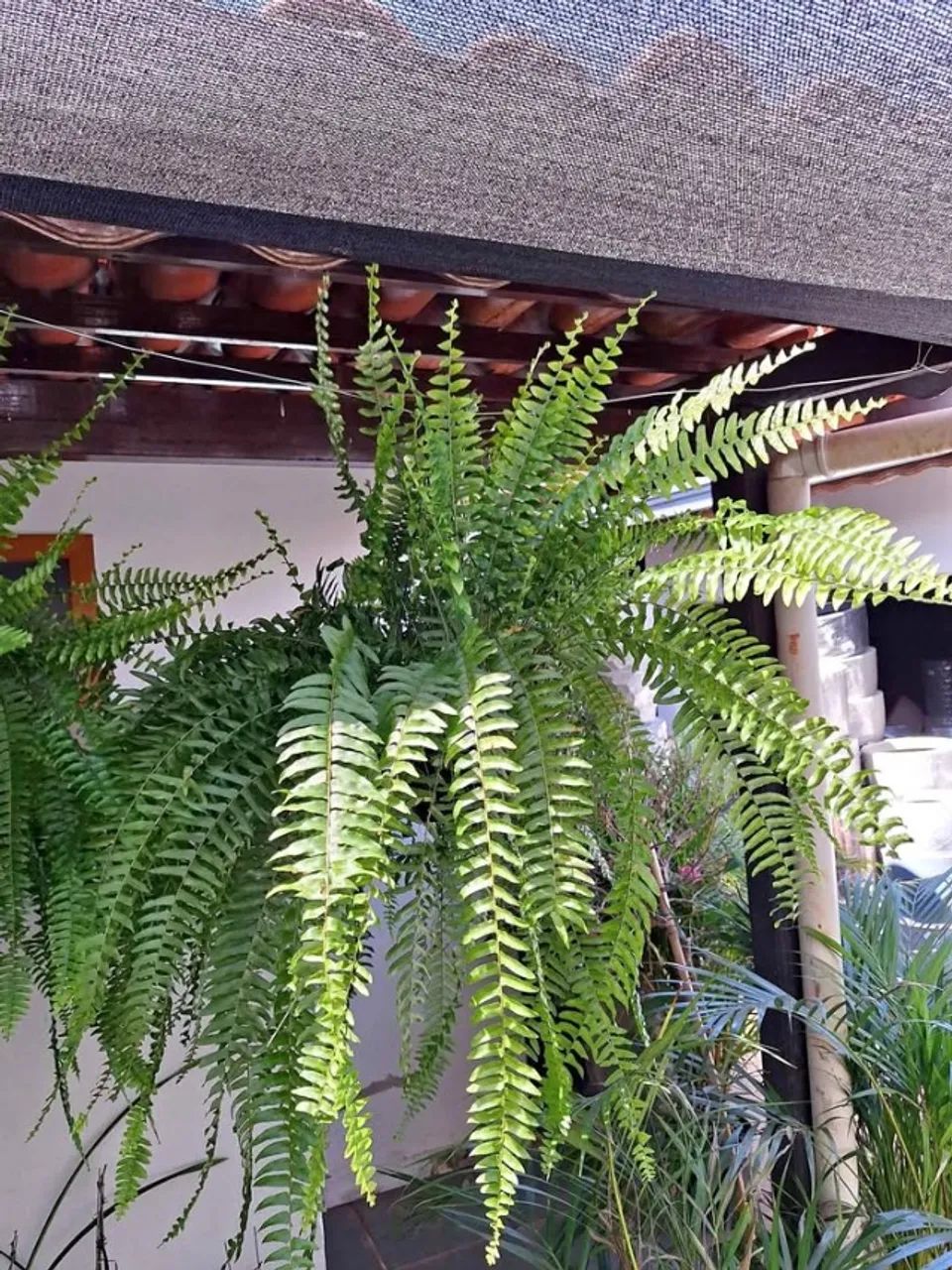 LINDAS SAMAMBAIAS NATURAIS PARA DECORAR SUA CASA! RETIRAR EM SOBRADINHO ENTREGO  - Foto 4